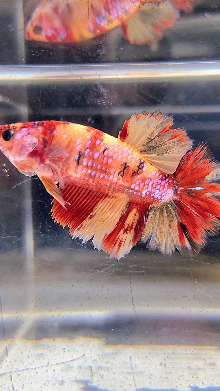 FEMALE HALFMOON ROSETAIL RED YELLOW ORANGE MULTICOLOR BETTA FISH