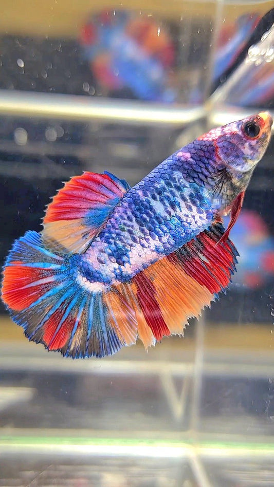 FEMALE HALFMOON ROSETAIL BLUE NEMO FANCY MULTICOLOR BETTA FISH