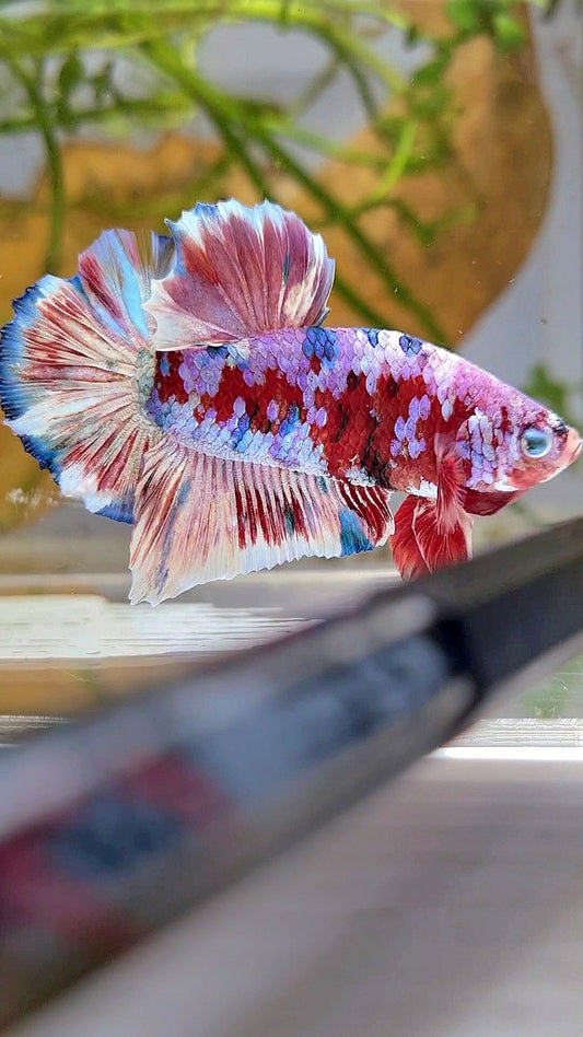 XL PLAKAT BARONGSAI RED WHITE GALAXY MULTICOLOR BETTA FISH