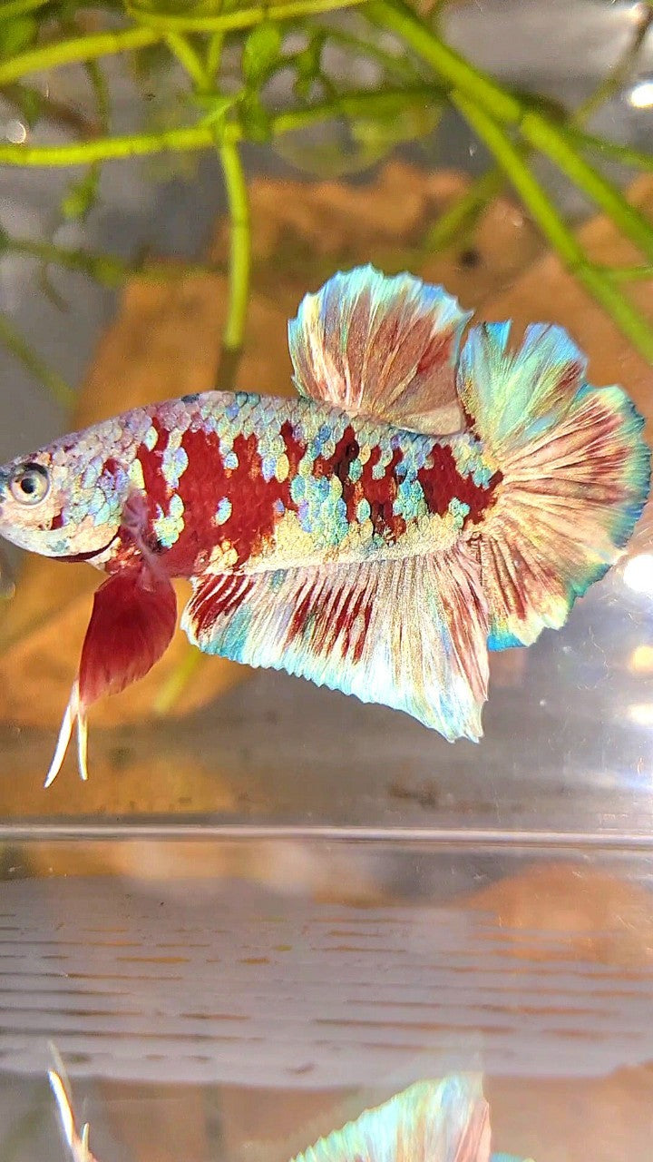 XL PLAKAT BARONGSAI RED WHITE GALAXY MULTICOLOR BETTA FISH