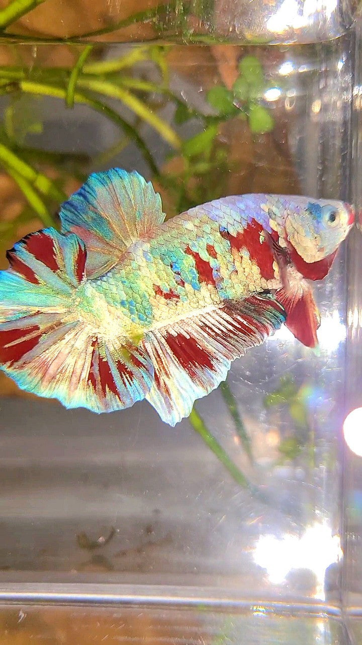 XL PLAKAT BIG EAR RAINBOW WHITE GALAXY MULTICOLOR BARONGSAI BETTA FISH