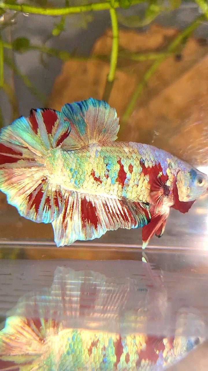 XL PLAKAT BIG EAR RAINBOW WHITE GALAXY MULTICOLOR BARONGSAI BETTA FISH