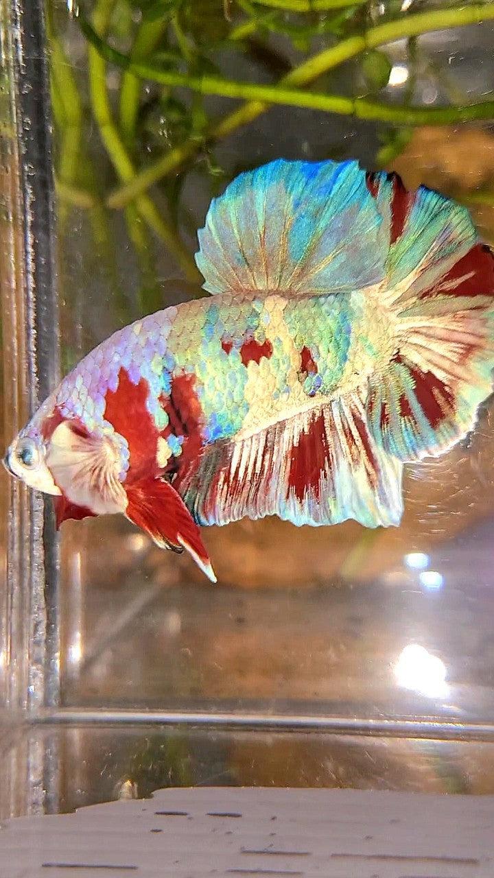 XL PLAKAT BIG EAR RAINBOW WHITE GALAXY MULTICOLOR BARONGSAI BETTA FISH
