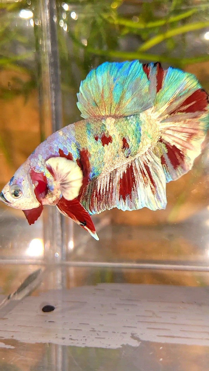 XL PLAKAT BIG EAR RAINBOW WHITE GALAXY MULTICOLOR BARONGSAI BETTA FISH
