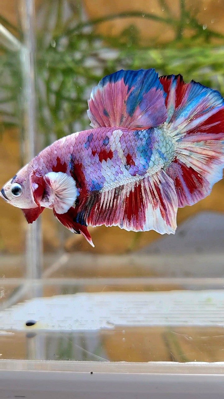 XL PLAKAT BIG EAR RAINBOW WHITE GALAXY MULTICOLOR BARONGSAI BETTA FISH