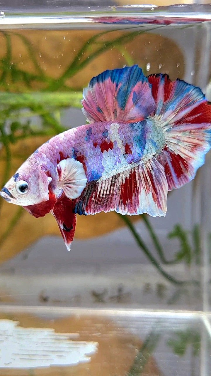 XL PLAKAT BIG EAR RAINBOW WHITE GALAXY MULTICOLOR BARONGSAI BETTA FISH