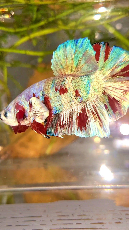 XL PLAKAT BIG EAR RAINBOW WHITE GALAXY MULTICOLOR BARONGSAI BETTA FISH