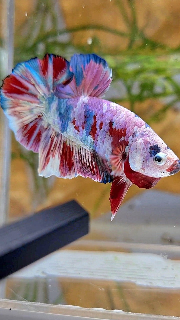 XL PLAKAT BIG EAR RAINBOW WHITE GALAXY MULTICOLOR BARONGSAI BETTA FISH