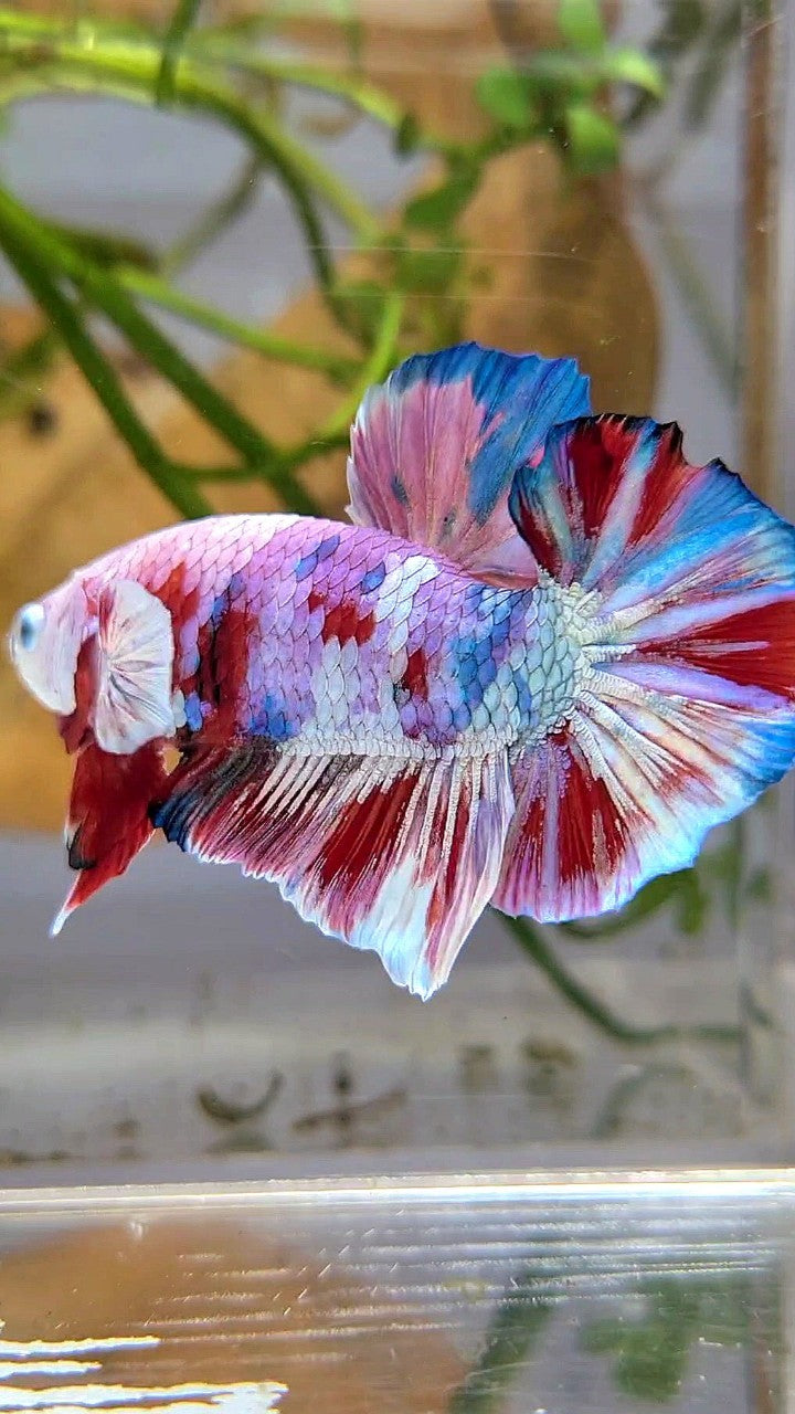 XL PLAKAT BIG EAR RAINBOW WHITE GALAXY MULTICOLOR BARONGSAI BETTA FISH