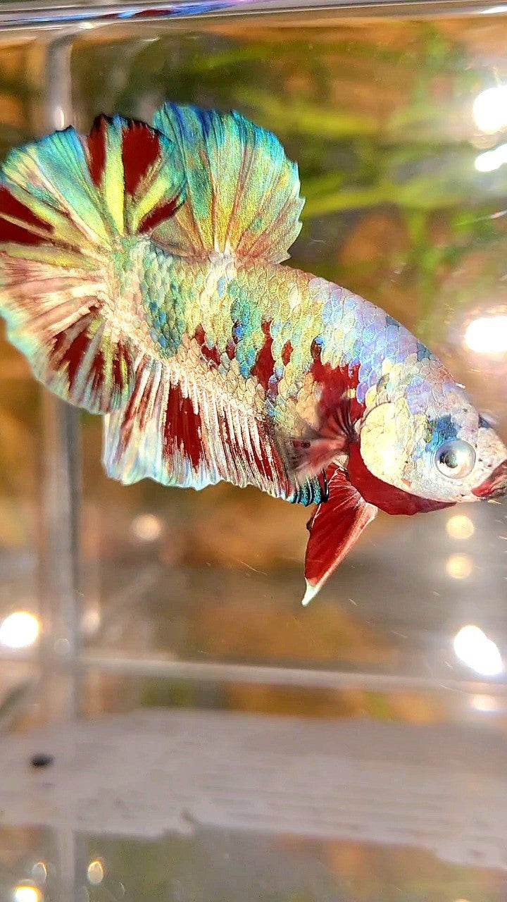 XL PLAKAT BIG EAR RAINBOW WHITE GALAXY MULTICOLOR BARONGSAI BETTA FISH