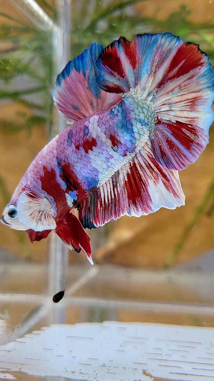 XL PLAKAT BIG EAR RAINBOW WHITE GALAXY MULTICOLOR BARONGSAI BETTA FISH