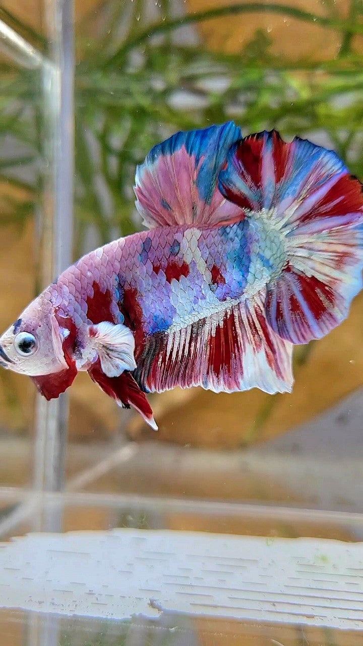 XL PLAKAT BIG EAR RAINBOW WHITE GALAXY MULTICOLOR BARONGSAI BETTA FISH
