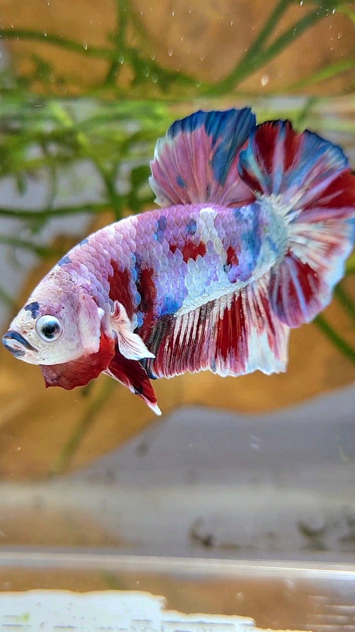 XL PLAKAT BIG EAR RAINBOW WHITE GALAXY MULTICOLOR BARONGSAI BETTA FISH