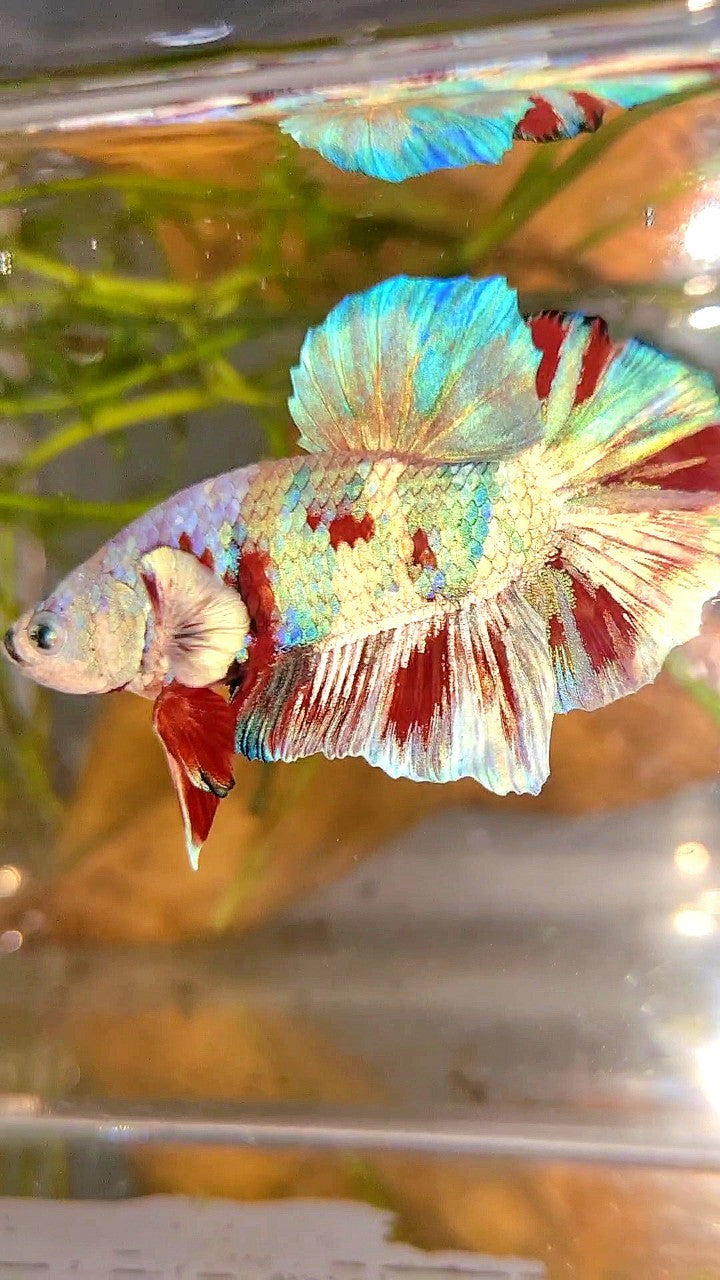 XL PLAKAT BIG EAR RAINBOW WHITE GALAXY MULTICOLOR BARONGSAI BETTA FISH