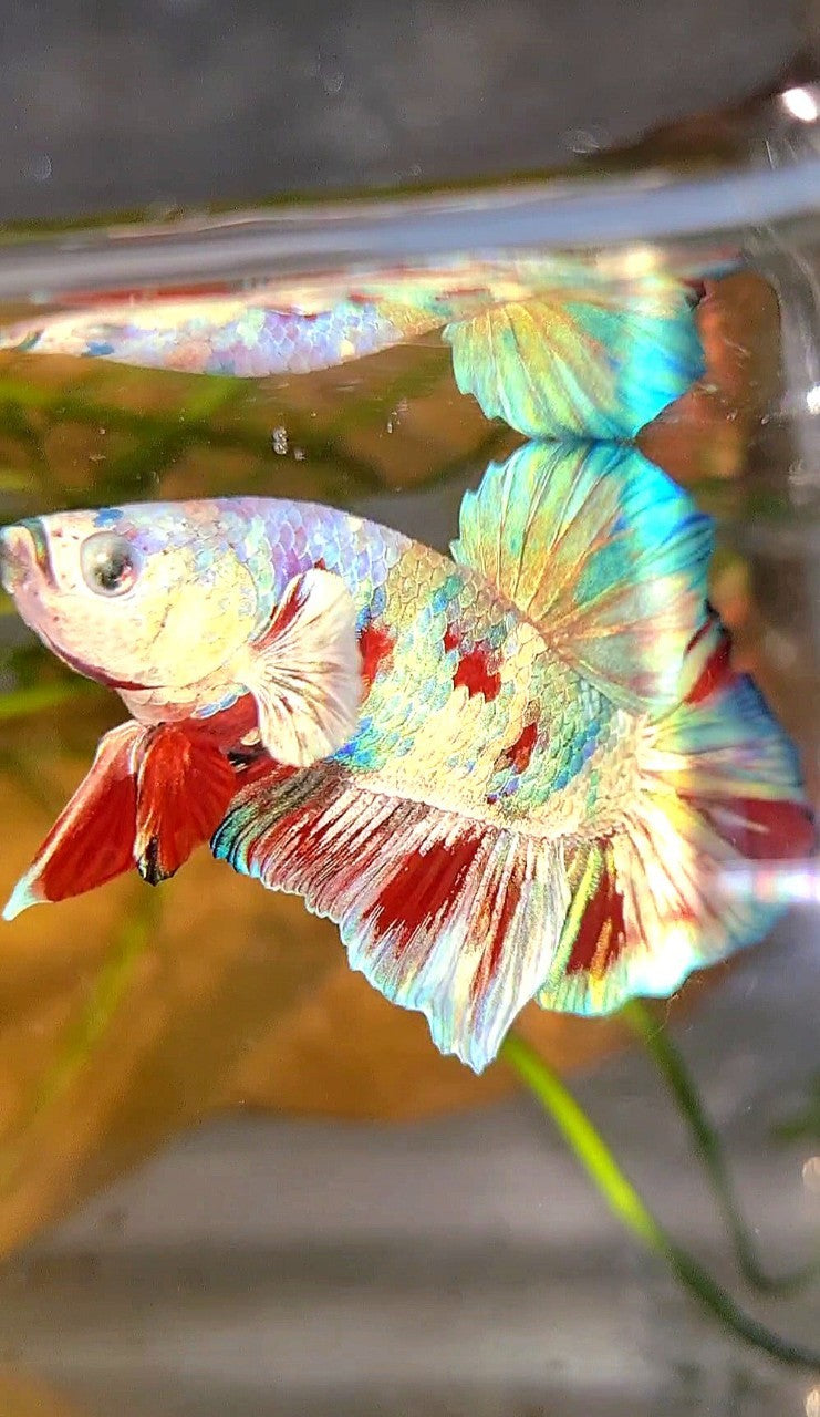 XL PLAKAT BIG EAR RAINBOW WHITE GALAXY MULTICOLOR BARONGSAI BETTA FISH