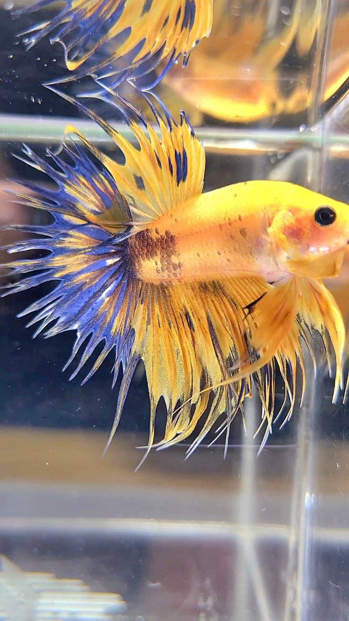 CROWNTAIL YELLOW FANCY THUNDER MULTICOLOR BETTA FISH