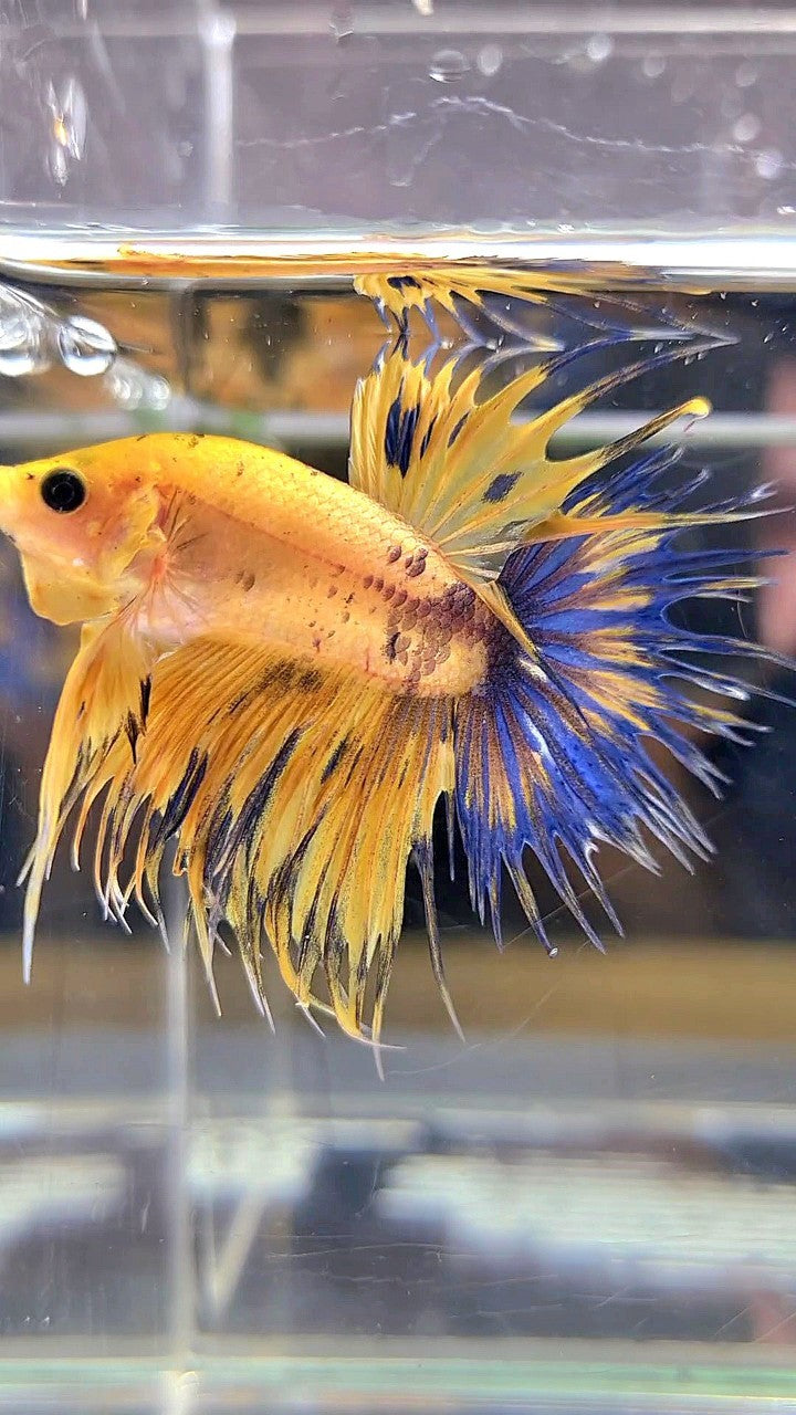 CROWNTAIL YELLOW FANCY THUNDER MULTICOLOR BETTA FISH