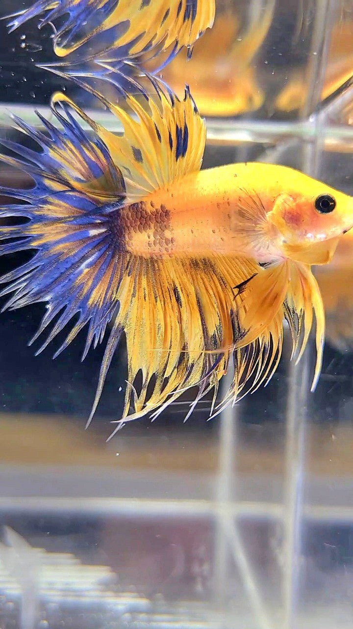 CROWNTAIL YELLOW FANCY THUNDER MULTICOLOR BETTA FISH