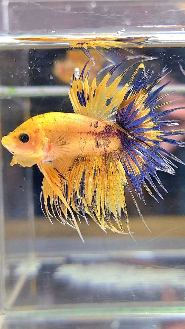 CROWNTAIL YELLOW FANCY THUNDER MULTICOLOR BETTA FISH