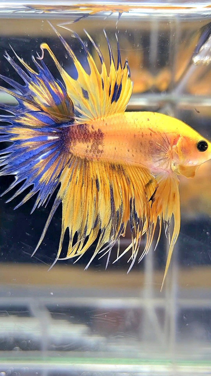 CROWNTAIL YELLOW FANCY THUNDER MULTICOLOR BETTA FISH
