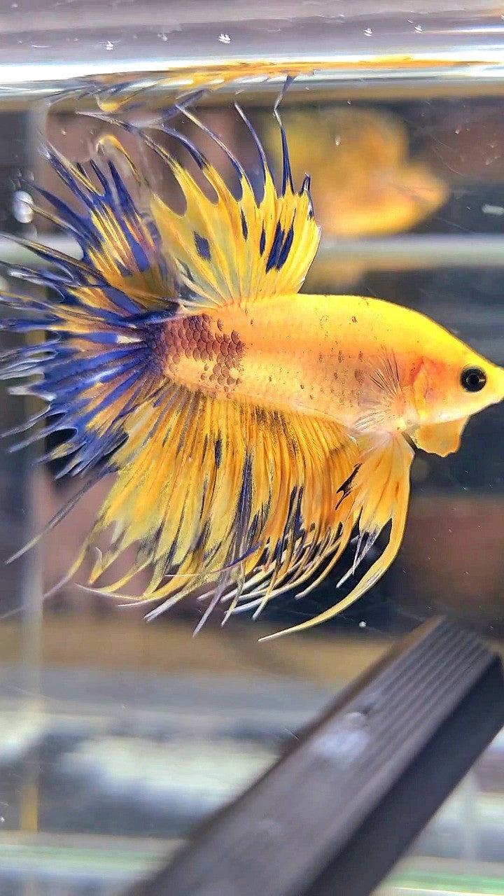 CROWNTAIL YELLOW FANCY THUNDER MULTICOLOR BETTA FISH