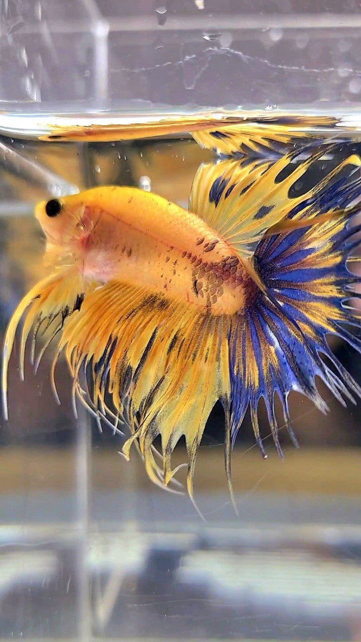 CROWNTAIL YELLOW FANCY THUNDER MULTICOLOR BETTA FISH