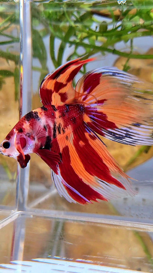 XL VEILTAIL ORANGE NEMO LEOPARD CLASSIC MULTICOLOR BETTA FISH