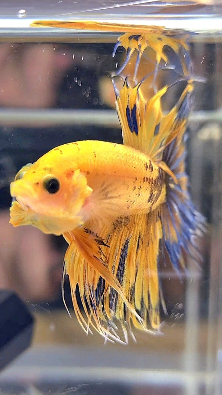 CROWNTAIL YELLOW FANCY THUNDER MULTICOLOR BETTA FISH