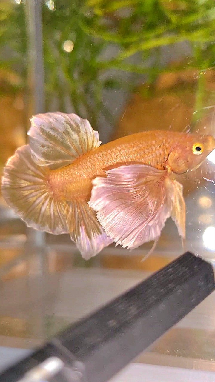 PLAKAT SUPER DUMBO EAR SUPER GOLD BETTA FISH