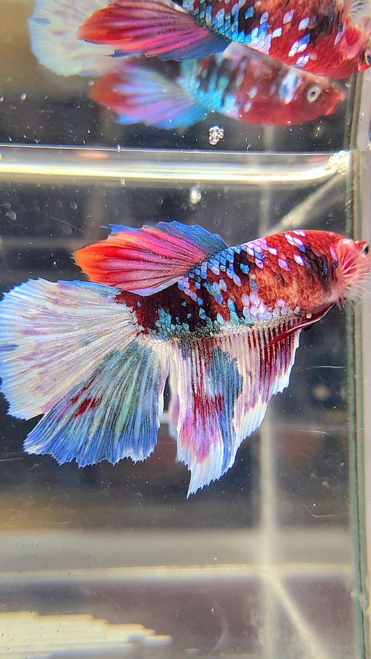 XXL FEMALE HALFMOON OVERTAIL RED GALAXY BARONGSAI MULTICOLOR BETTA FISH
