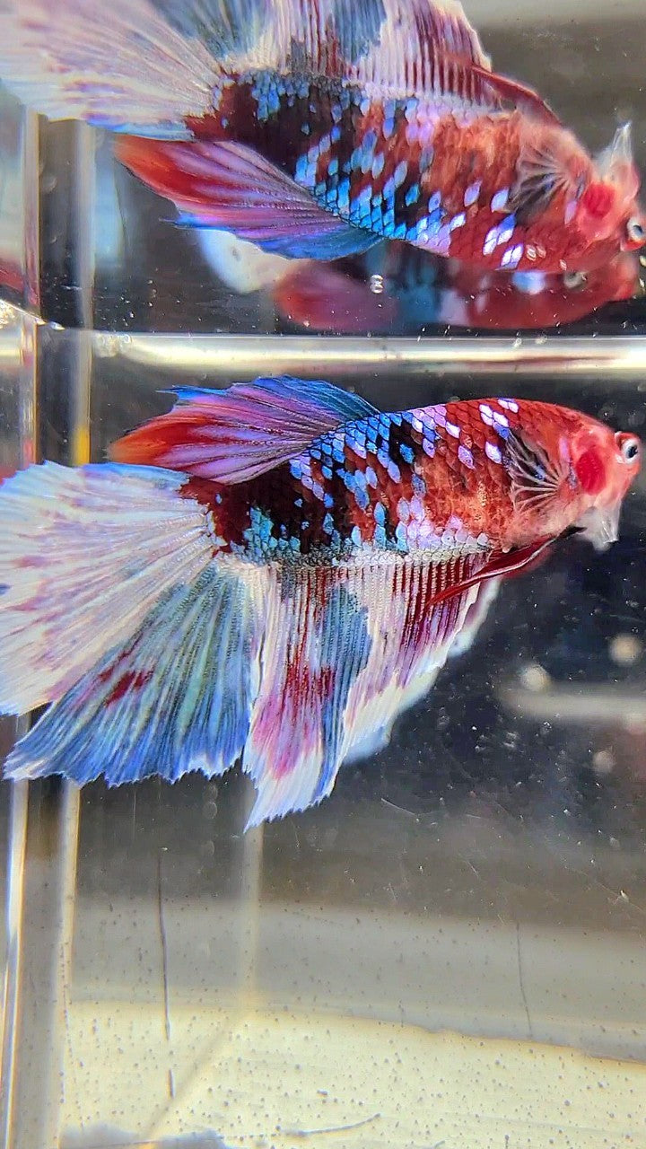 XXL FEMALE HALFMOON OVERTAIL RED GALAXY BARONGSAI MULTICOLOR BETTA FISH