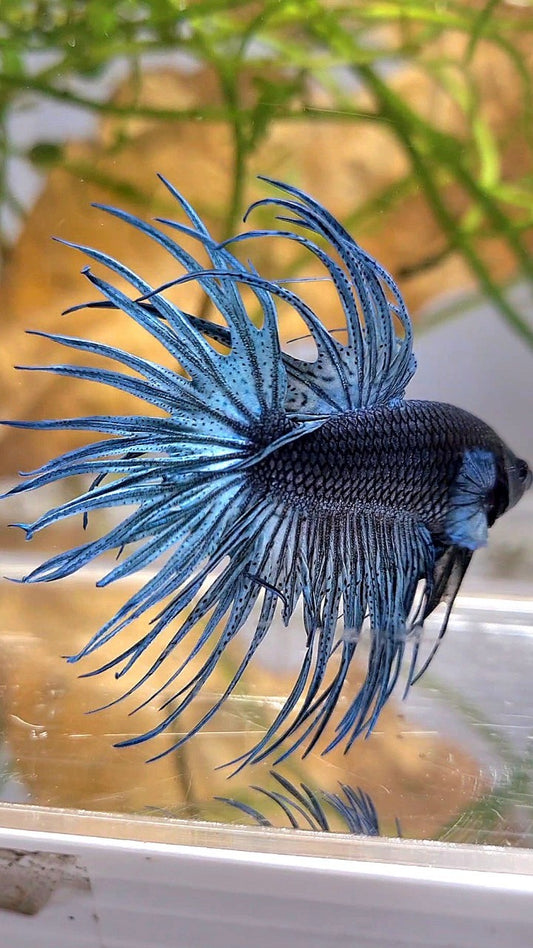 XL CROWNTAIL FULL STEEL BLUE SOLID BETTA FISH