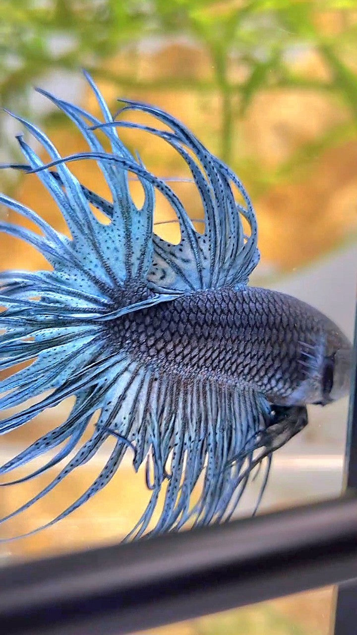 XL CROWNTAIL FULL STEEL BLUE SOLID BETTA FISH