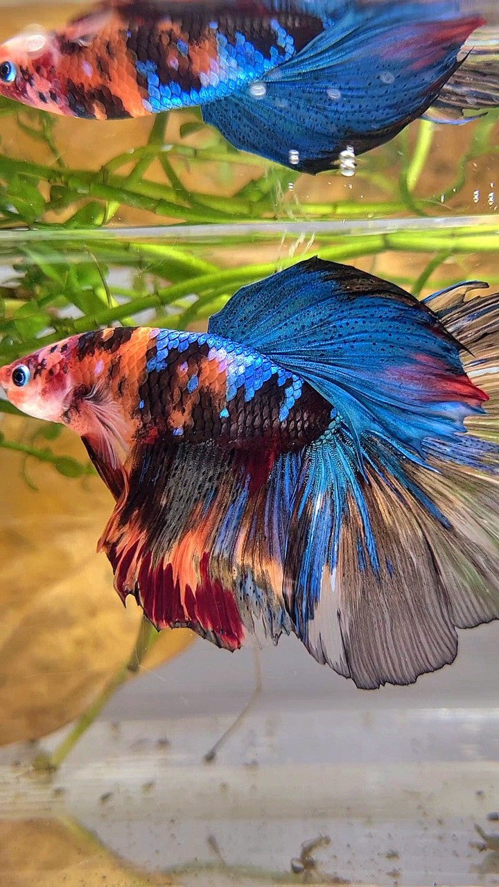 XXL HALFMOON ROSETAIL ORANGE BLACK KOI MULTICOLOR BETTA FISH