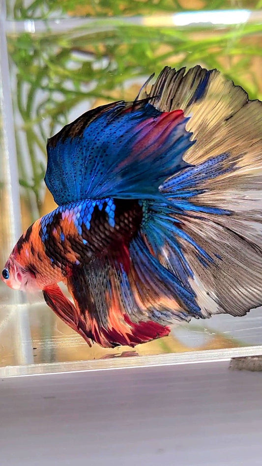 XXL HALFMOON ROSETAIL ORANGE BLACK KOI MULTICOLOR BETTA FISH