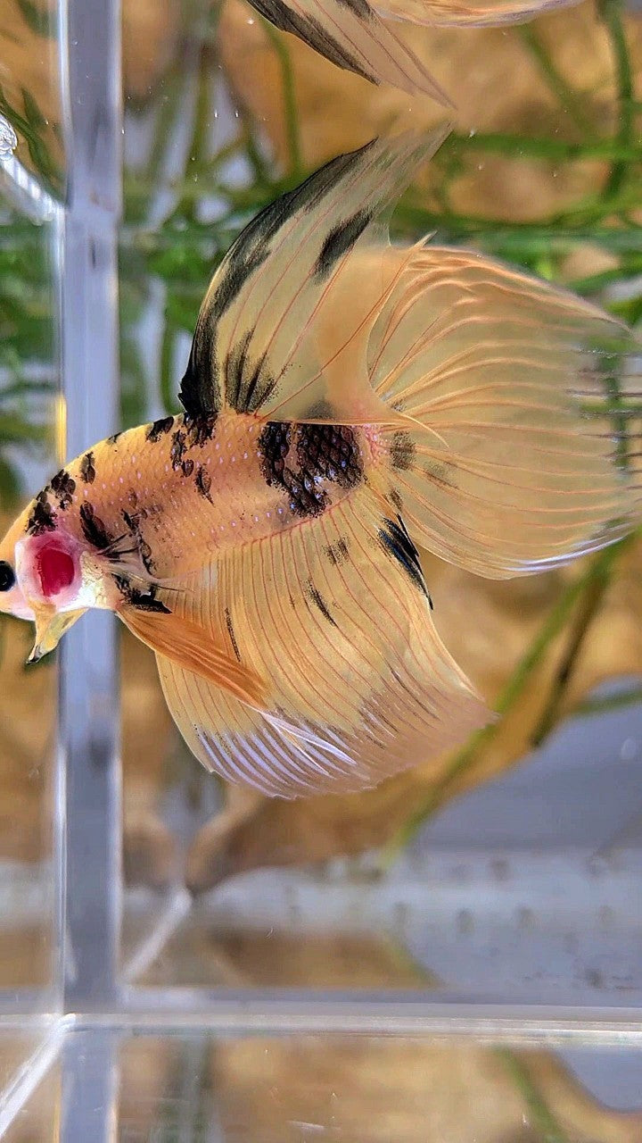 XL VEILTAIL YELLOW KOI TIGER MULTICOLOR BETTA FISH