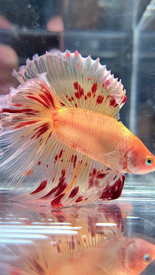 XL HALFMOON DOUBLE TAIL ROSETAIL ARMAGEDDON BETTA FISH