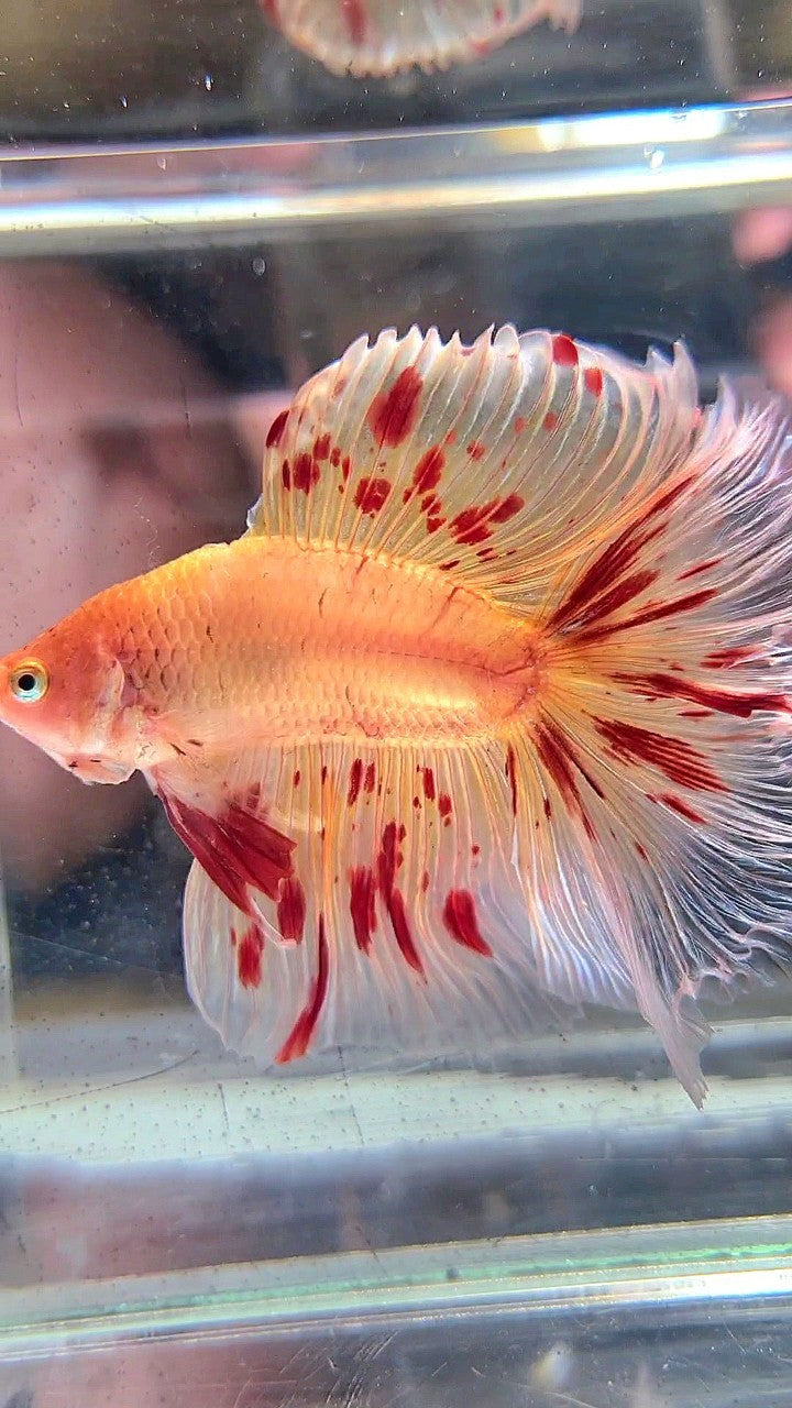 XL HALFMOON DOUBLE TAIL ROSETAIL ARMAGEDDON BETTA FISH