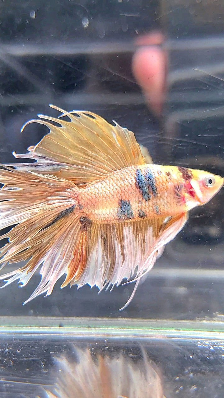 CROWNTAIL DOUBLE TAIL BIG EAR YELLOW TIGER MULTICOLOR BETTA FISH