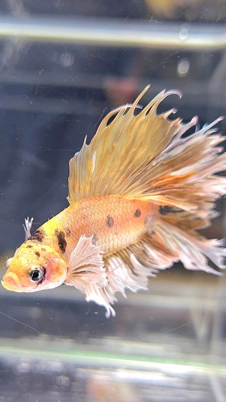 CROWNTAIL DOUBLE TAIL BIG EAR YELLOW TIGER MULTICOLOR BETTA FISH