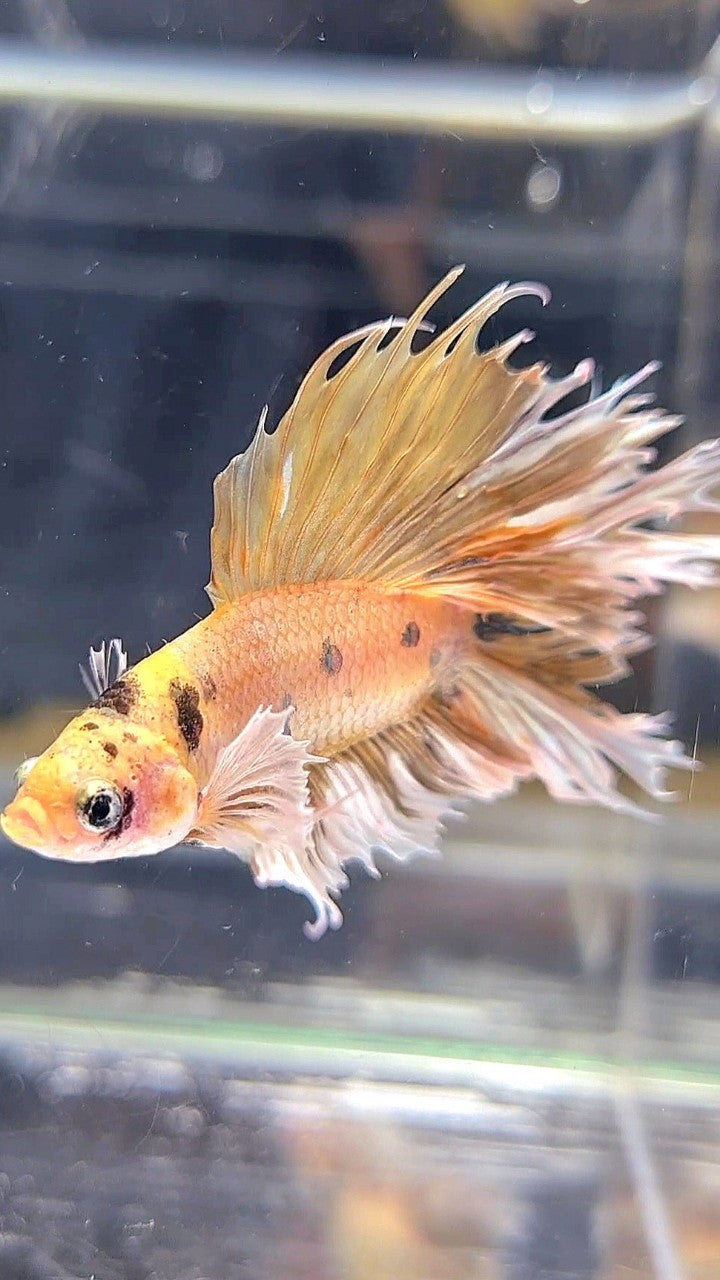 CROWNTAIL DOUBLE TAIL BIG EAR YELLOW TIGER MULTICOLOR BETTA FISH