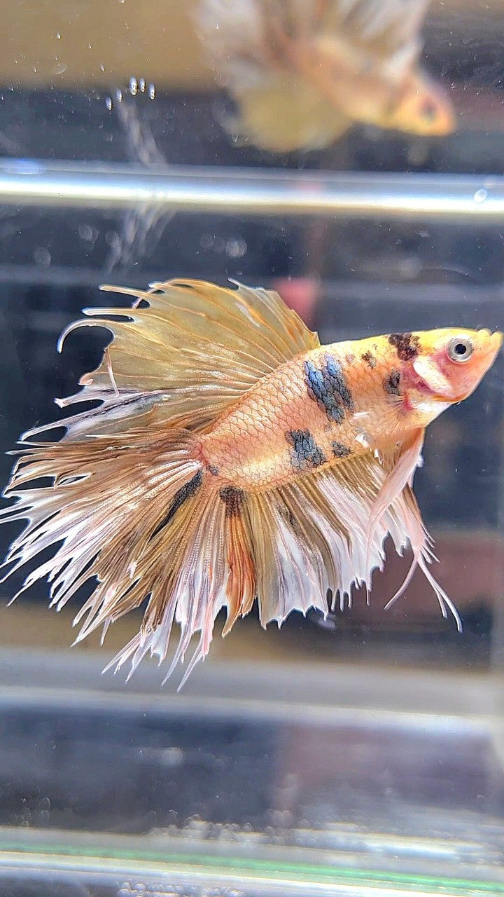 CROWNTAIL DOUBLE TAIL BIG EAR YELLOW TIGER MULTICOLOR BETTA FISH