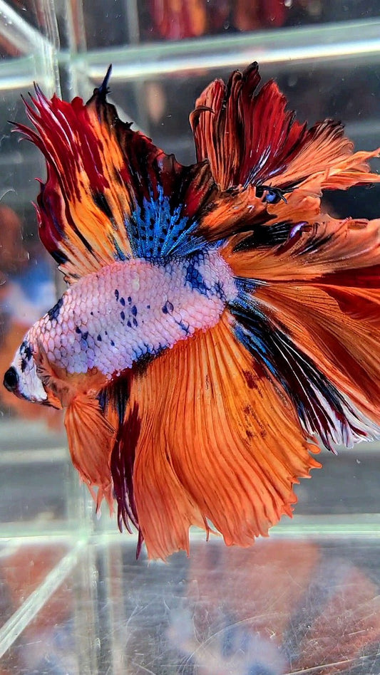XL HALFMOON DOUBLE TAIL ROSETAIL ORANGE FANCY MULTICOLOR BETTA FISH