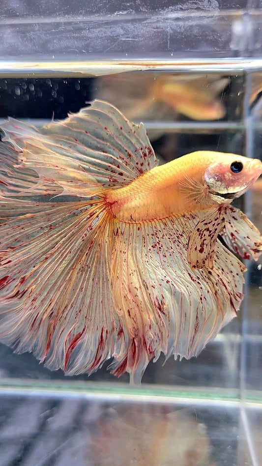 LUXURY XL HALFMOON OVERTAIL ROSETAIL YELLOW VANDA BETTA FISH