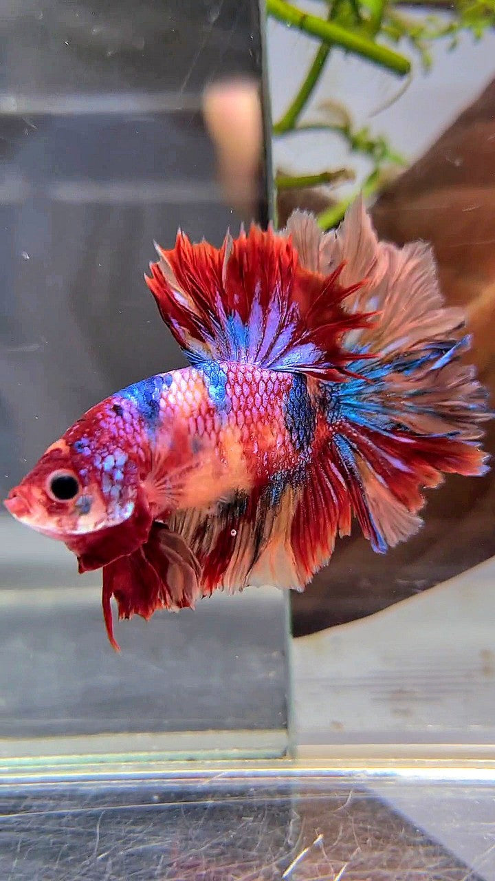 Betta fish candy best sale