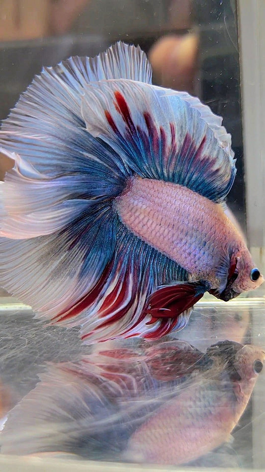 XXL HALFMOON DOUBLE TAIL ROSETAIL MASCOT WAROCHAI BETTA FISH