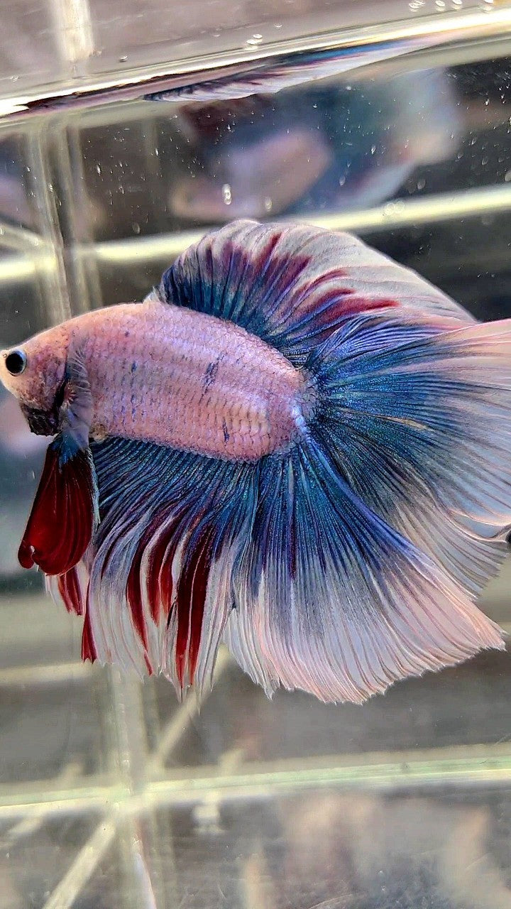 XXL HALFMOON DOUBLE TAIL ROSETAIL MASCOT WAROCHAI BETTA FISH