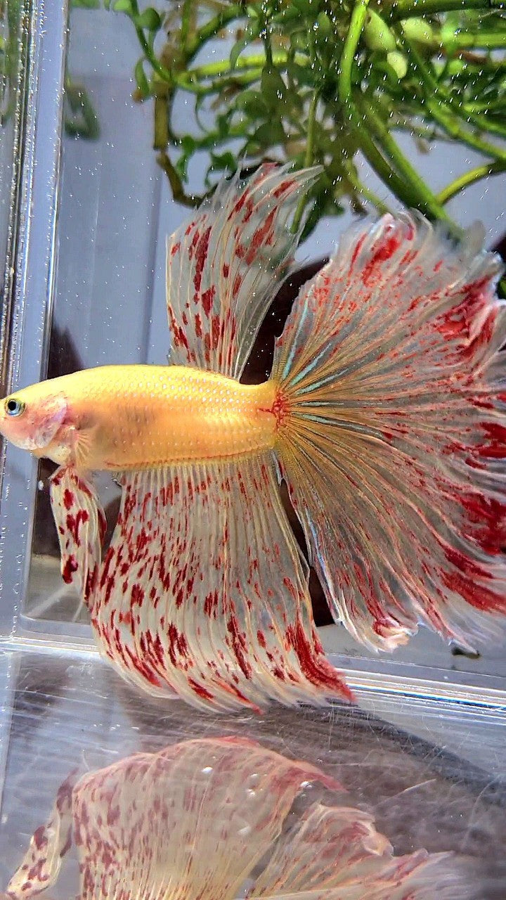 LUXURY XL HALFMOON OVERTAIL ROSETAIL YELLOW VANDA BETTA FISH