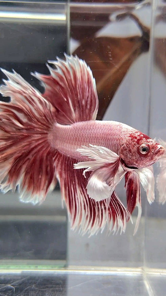 HALFMOON DUMBO EAR ROSETAIL LAVENDER BETTA FISH