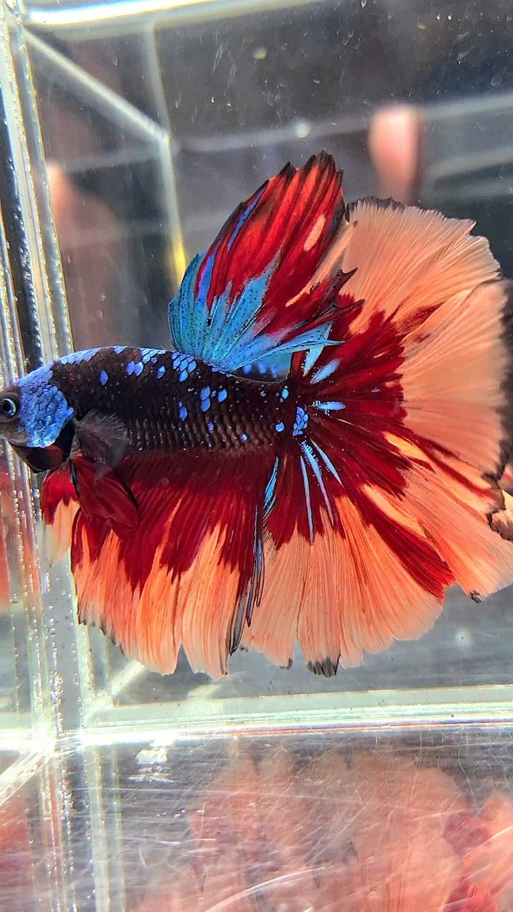 XL HALFMOON ROSETAIL BLACK GALAXY AVATAR BLUE ORANGE FIRE PATTERN VARIATION BETTA FISH